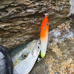 ショアから今年初青物！