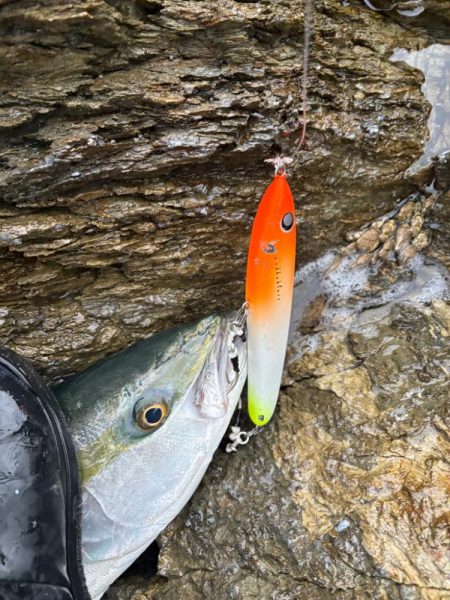 ショアから今年初青物！