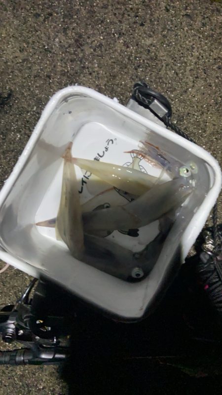 ヤリイカ終盤かな？