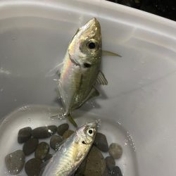 煙樹ヶ浜での釣り