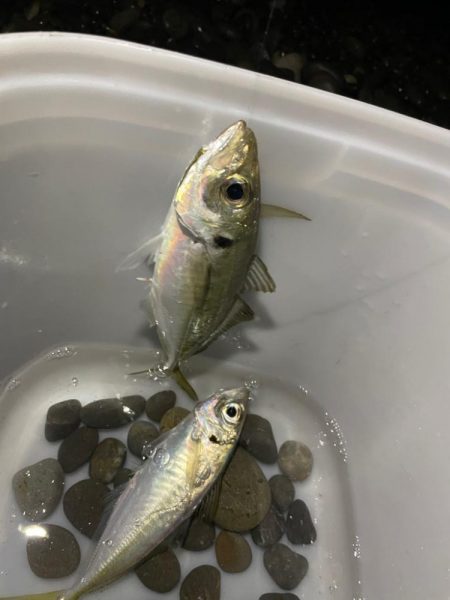 煙樹ヶ浜での釣り