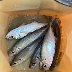 朝マズメのサーフでアジ釣りで7匹GET
