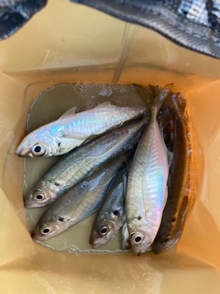 朝マズメのサーフでアジ釣りで7匹GET