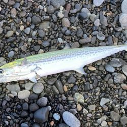 ブレードジグでサゴシ