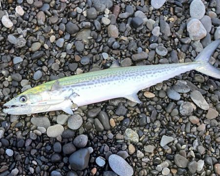 ブレードジグでサゴシ