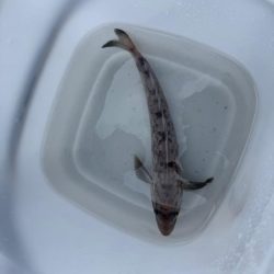 ホッケッケのケー