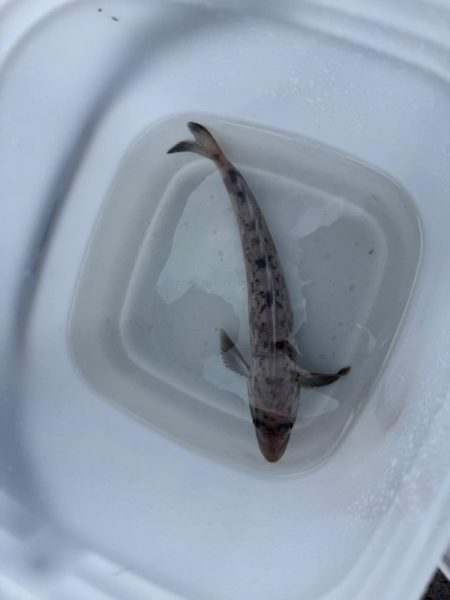 ホッケッケのケー