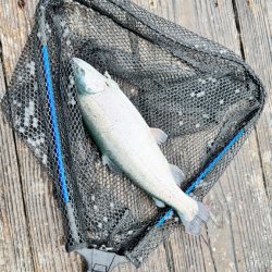 サーモン/脈釣り