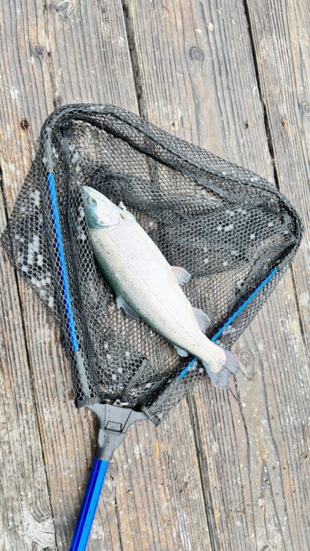 サーモン/脈釣り