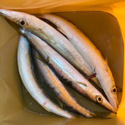 朝マズメのカマス釣りで5匹GET