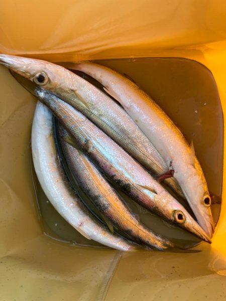 朝マズメのカマス釣りで5匹GET