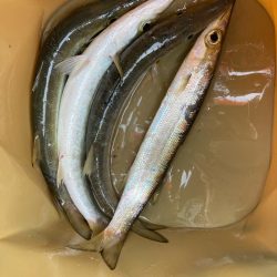 朝マズメのカマス釣りで4匹GET