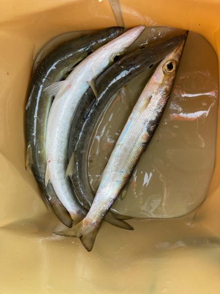 朝マズメのカマス釣りで4匹GET