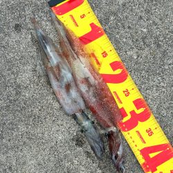 コウイカ狙いのはずが、まだヤリイカ釣れました