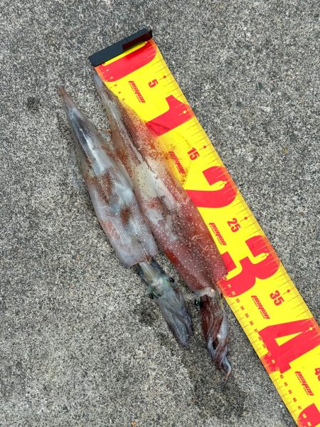 コウイカ狙いのはずが、まだヤリイカ釣れまし…