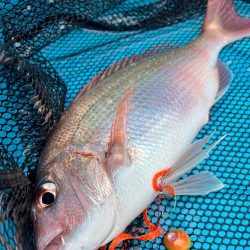 和歌山にタイラバ〜