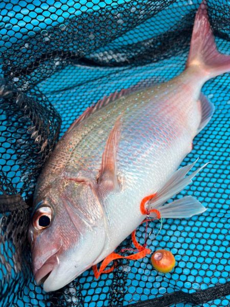 和歌山にタイラバ〜