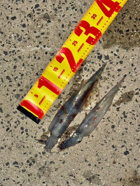アジングでヤリイカ、、