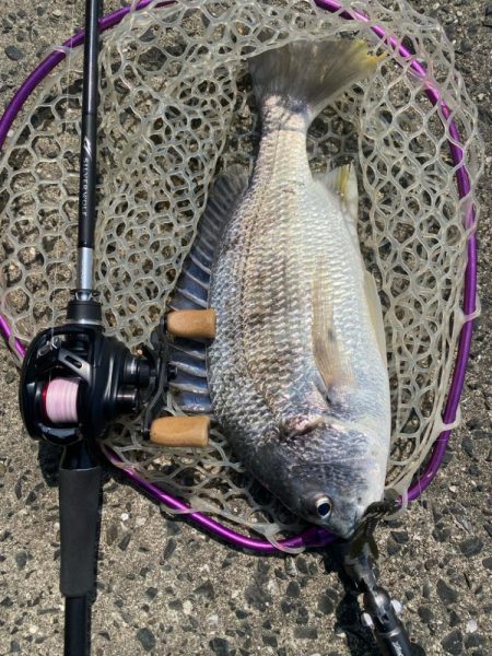 快適チニング！