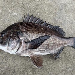 エビ撒き　チヌ好調です♪