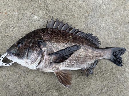 エビ撒きでチヌ好調です