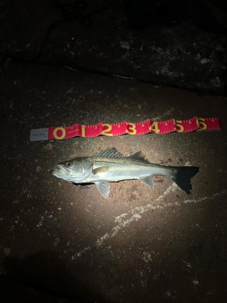 サイズは良いが、ガリガリ君