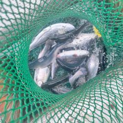 サーモン/脈釣り