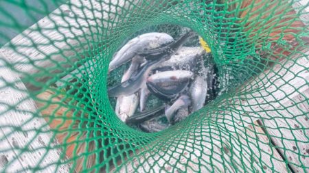 サーモン/脈釣り