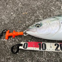 ハマチさんとはよく会う気がします