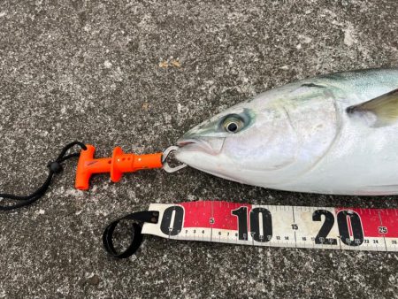 ハマチさんとはよく会う気がします