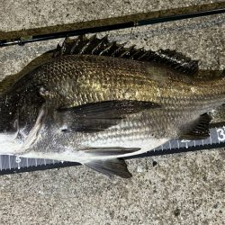 チヌは浮きぎみ?