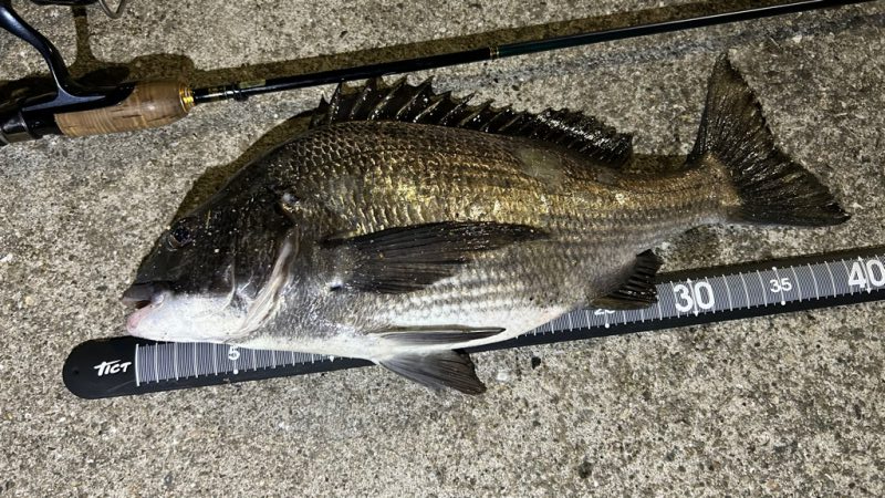 チヌは浮きぎみ?