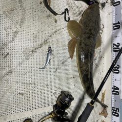 ボートシーバス