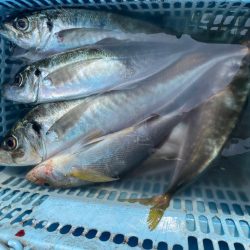 久しぶりのアジ釣り