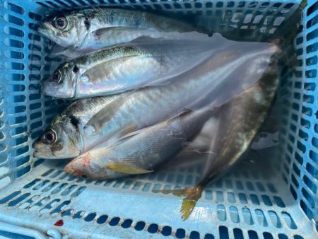 久しぶりのアジ釣り