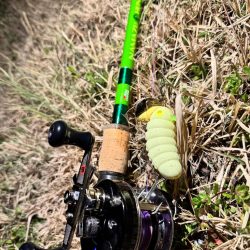 私も2025年、ナマズ開幕しました！！