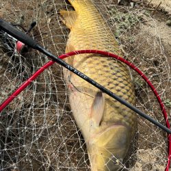 春のカーピング！