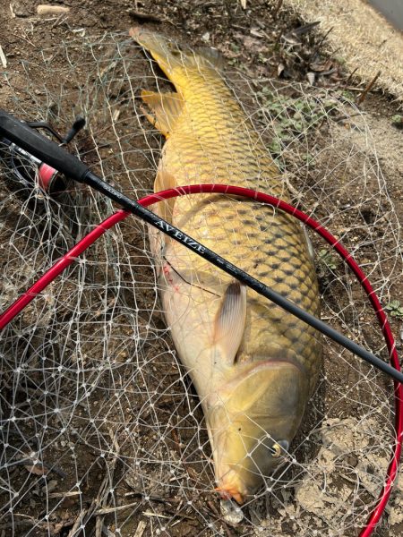 春のカーピング！