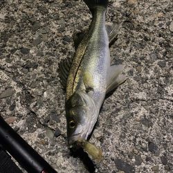 久しぶりの釣果で五目達成