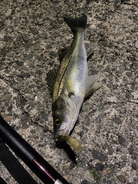 久しぶりの釣果で五目達成