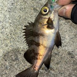 メバル⑧