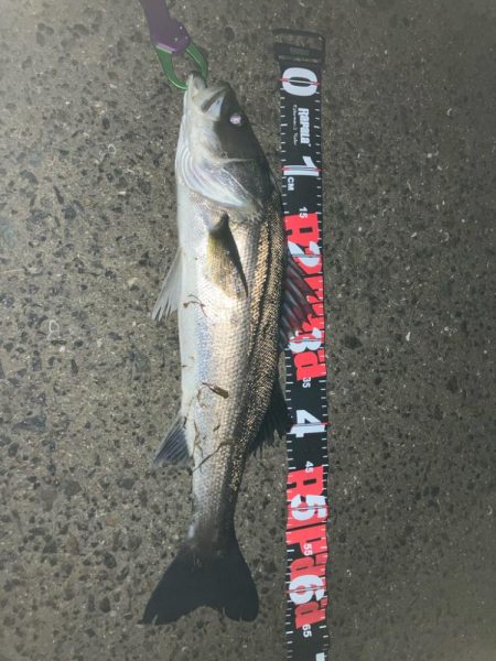 薄霧立ち込める新月周りのヒルつきアフター