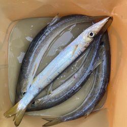 朝マズメのカマス釣りで5匹GET