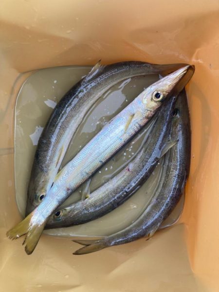 朝マズメのカマス釣りで5匹GET