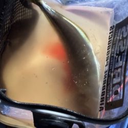 鳥取港近海アジサビキ｜雨の影響か？激渋で撃沈！