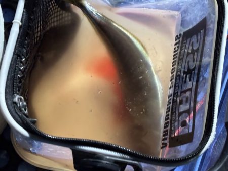 鳥取港近海アジサビキ｜雨の影響か？激渋で撃…