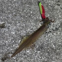 ヤリイカウキ釣り｜コンスタントに釣れて良い感じ♪
