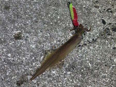 ヤリイカウキ釣り｜コンスタントに釣れて良い感じ♪