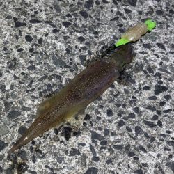 自作ササミ最強！ヤリイカ好調♪