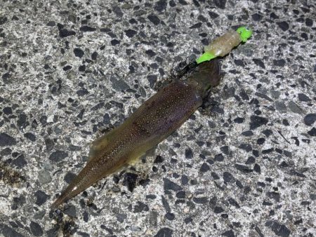 自作ササミ最強！ヤリイカ好調♪